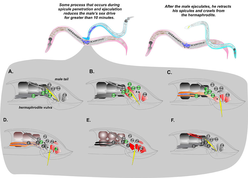 Figure 5: Changes in neural muscular activities...